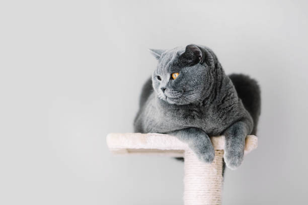 gatto peloso grigio sdraiato sulla parte superiore del graffiatore - inglese a pelo lungo foto e immagini stock