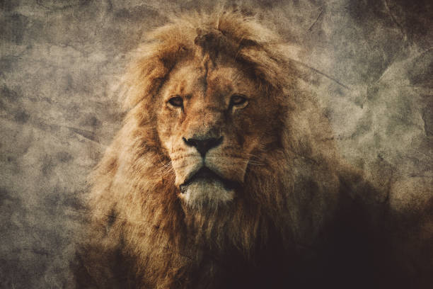 Majestic lion in a vintage portrait. Majestic lion in a vintage portrait. King of the jungle. Dangerous animals and wildlife. leo photos stock pictures, royalty-free photos & images