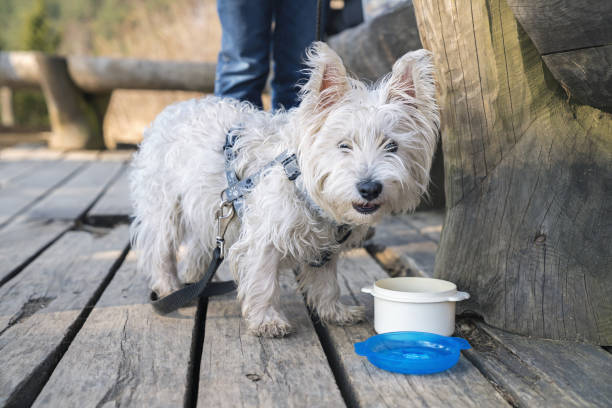 istock White terrier on a wooden trail after dinner 939601888