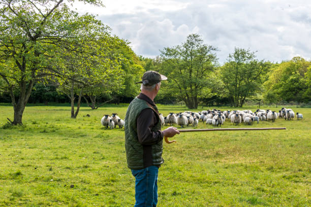 Shepherd herding his flock with his  staff , flock of sheep in the background Shepherd herding his flock with his  staff , flock of sheep in the background sheep flock stock pictures, royalty-free photos & images