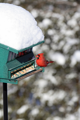 A Northern Cardinal (Cardinalis cardinalis) perched on a feeder covered with heavy snow.\n-- -- --\nRelated images:\n[url=file_closeup.php?id=22881730][img]file_thumbview_approve.php?size=1&id=22881730[/img][/url] [url=file_closeup.php?id=11274222][img]file_thumbview_approve.php?size=1&id=11274222[/img][/url] [url=file_closeup.php?id=23271728][img]file_thumbview_approve.php?size=1&id=23271728[/img][/url] [url=file_closeup.php?id=16802754][img]file_thumbview_approve.php?size=1&id=16802754[/img][/url] [url=file_closeup.php?id=40039972][img]file_thumbview_approve.php?size=1&id=40039972[/img][/url] [url=file_closeup.php?id=8294215][img]file_thumbview_approve.php?size=1&id=8294215[/img][/url] [url=file_closeup.php?id=16802745][img]file_thumbview_approve.php?size=1&id=16802745[/img][/url] [url=file_closeup.php?id=23149798][img]file_thumbview_approve.php?size=1&id=23149798[/img][/url]