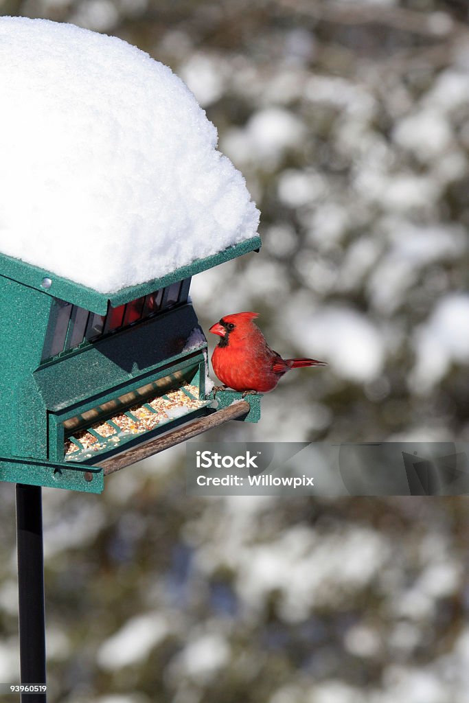 Cardeal da Virgínia no inverno neve Comedouro de Pássaros - Foto de stock de Alimentar royalty-free