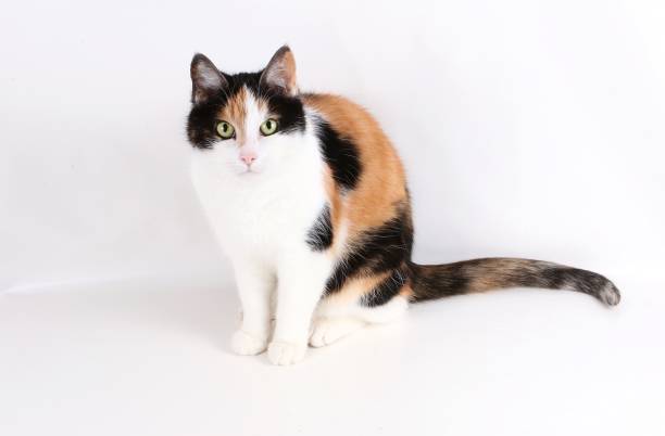istock tricolored cat is sitting in the studio 939606052
