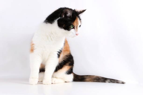 istock tricolored cat is sitting in the studio 939606214