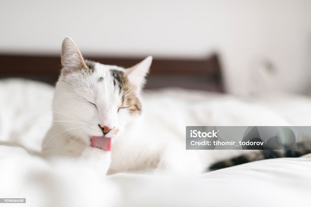 White cat licking its paw White cat licking its paw. Photo taken in an authentic apartment in Varna, Bulgaria. Domestic Cat Stock Photo