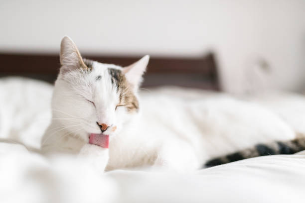 White cat licking its paw stock photo