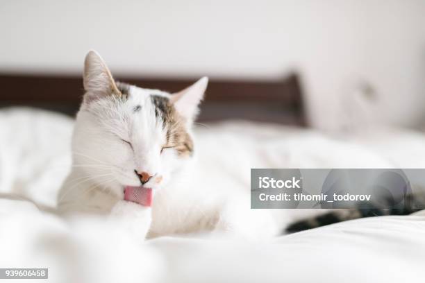 White Cat Licking Its Paw Stock Photo - Download Image Now - Domestic Cat, Licking, White Color