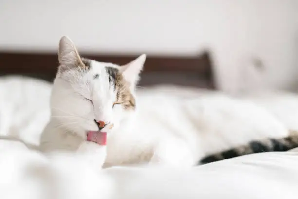Photo of White cat licking its paw