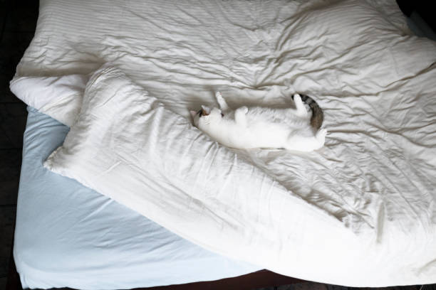istock Undone bed and a white cat sleeping on top 939609292