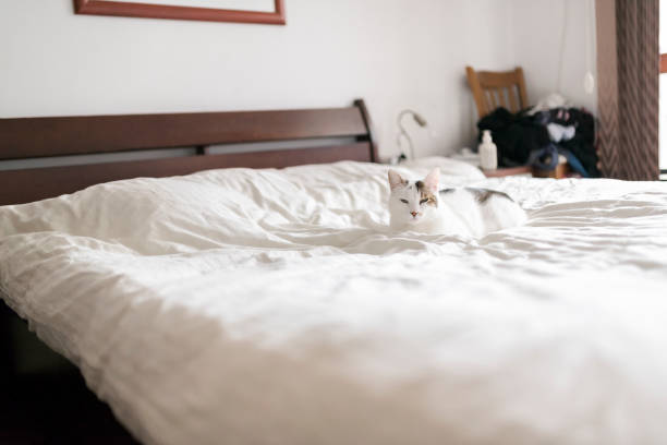 istock Kitten in the bedroom 939610612