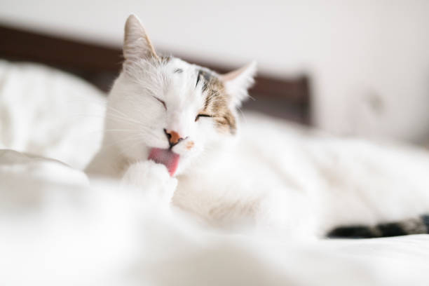 istock Cute kitten licking its paw 939610678