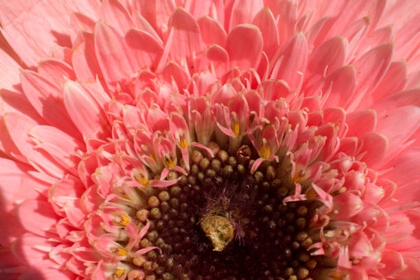 istock Amazing colorful Spring flowers in macro 939610900