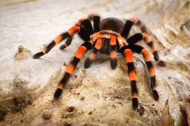 Photo of Birdeater tarantula spider Brachypelma smithi in natural forest environment. Bright orange colourful giant arachnid.