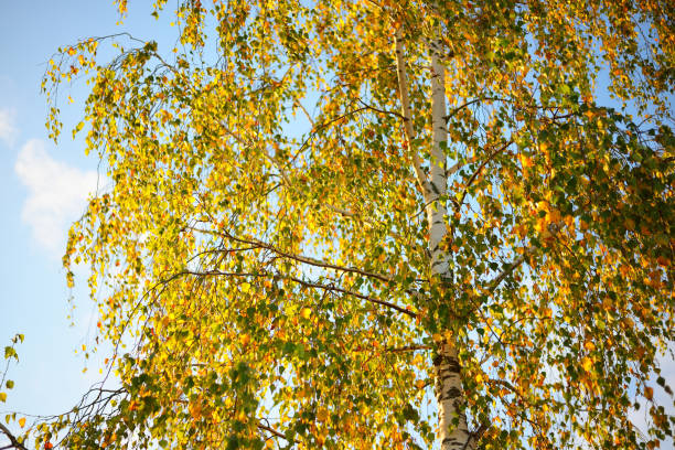 View of a bitch tree with yellow leaves in autumn against clear blue sky on a sunny day in autumn. View of a bitch tree with yellow leaves in autumn against clear blue sky on a sunny day in autumn. birch gold group reviews today stock pictures, royalty-free photos & images