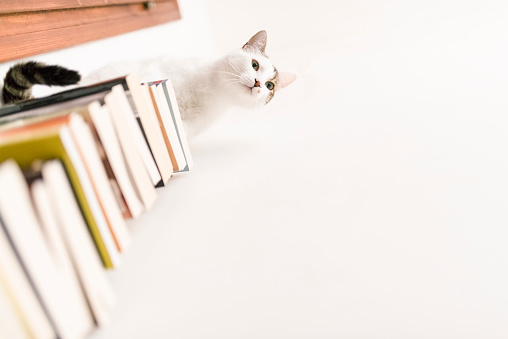 Cute white cat loves books. Photo taken in an authentic apartment in Varna, Bulgaria.