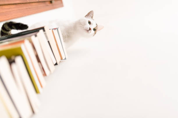 Cute white cat loves books stock photo