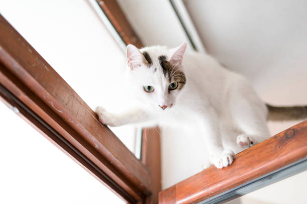 istock Cute white kitten climbing on the door 939615424
