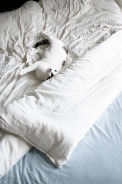 Undone bed and a white cat on top stock photo
