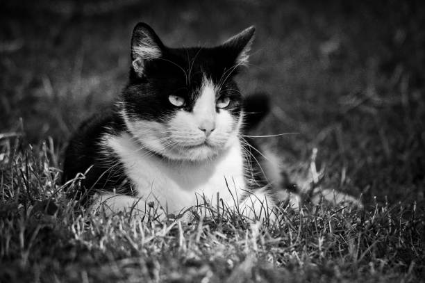 resting cat in black and white