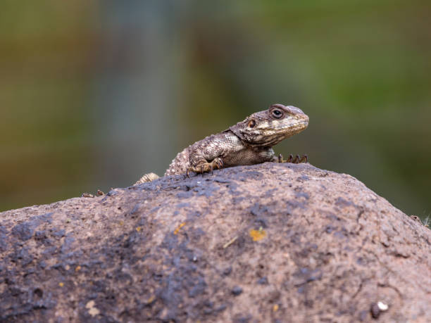 istock Black  lizard sitting on a rock on the morning and  basking in the sun. 939616096