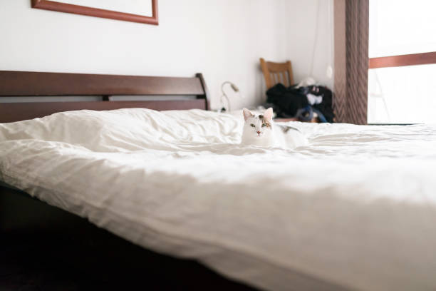 istock Cute white kitten in the bedroom 939616168