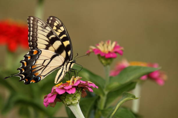 istock Eastern Tiger Swallowtail Butterfly 939616528