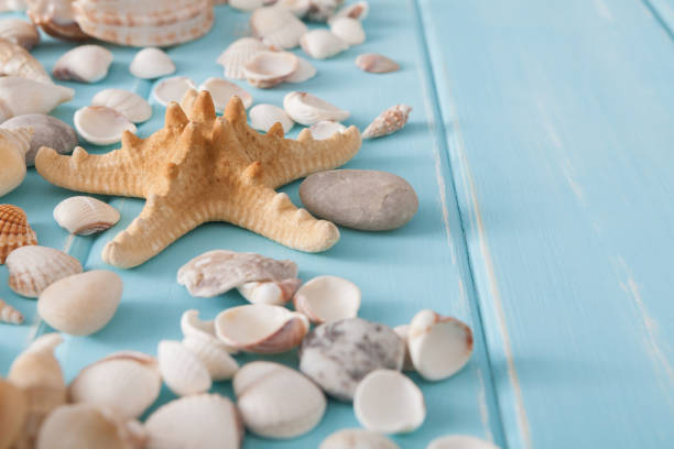 istock Seashells on blue wood, sea vacation background 939616918