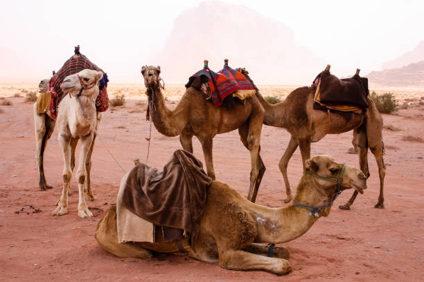 istock Colors of Jordan 939626784