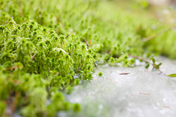 Moss and ice closeup in spring forest