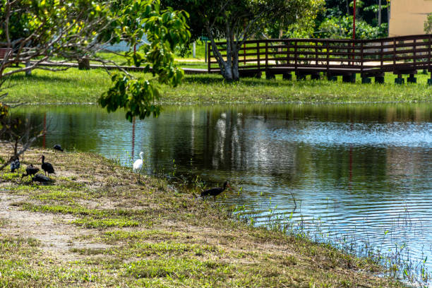 istock Black birds on a blue lagoon 939638360