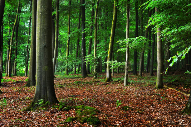 istock Dark beech forest with fallen leaves on the ground in mist, Herford, Germany 939643868