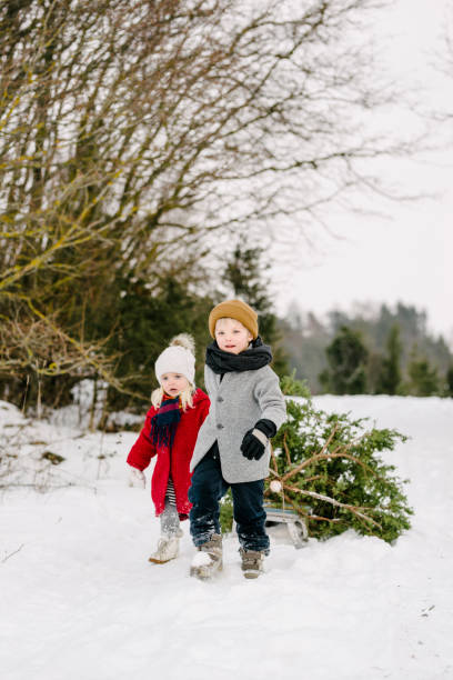 Brother and sister dragging a Christmas tree Authentic nordic family photoshoot with christmas presents and christmas tree. animal sleigh photos stock pictures, royalty-free photos & images