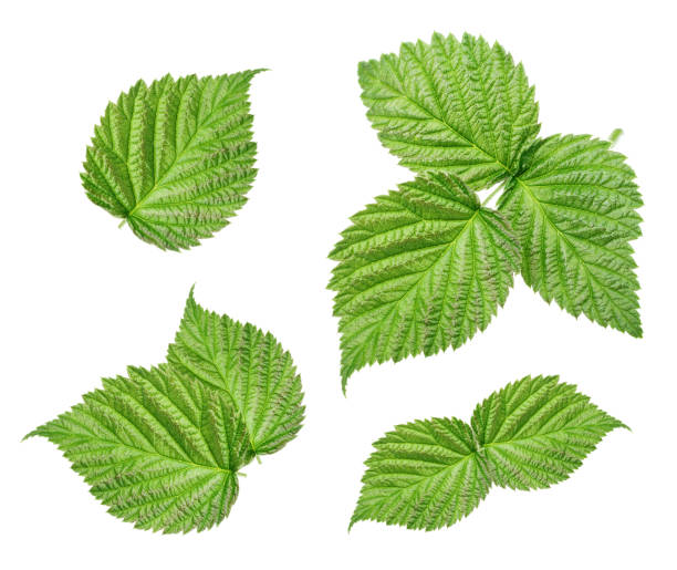 istock Set of raspberry leaves isolated on white background 939645212