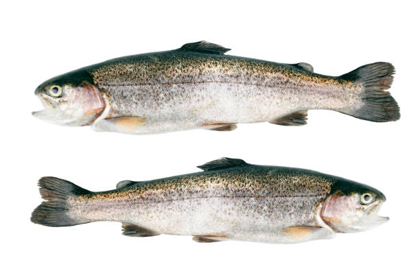 istock Two raw trout fishes isolated on white background 939648228