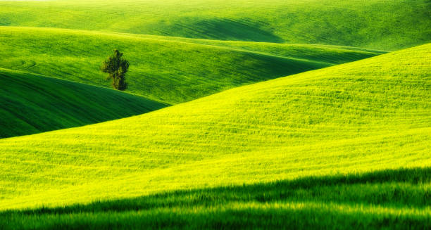 istock spring field. picturesque hilly field. agricultural field in spring 939648738