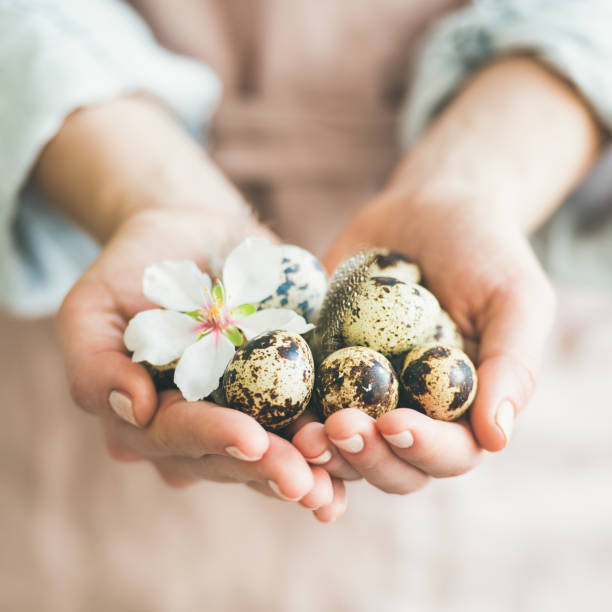 istock Quail eggs and almond flower in woman's hands, square crop 939650036