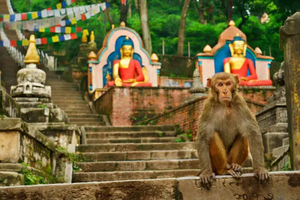 Single monkey is sitting on the steps of the famous Swayambhunath temple (Monkey temple) in Kathmandu. He is looking at the camera. Colorful statues, prayer flags, and the main staircase of the ancient architecture leading up to the top of the temple are to be seen in the background. Buddhism. Asian culture, spirituality and religion. XXXL Sony Alpha 7R