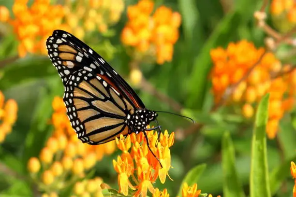A Monarch Butterfly feeds on orange Butterfly Weed Flowers in the garden.
