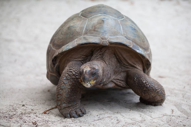istock A big turtle on the beach on the Seychelles 939659192