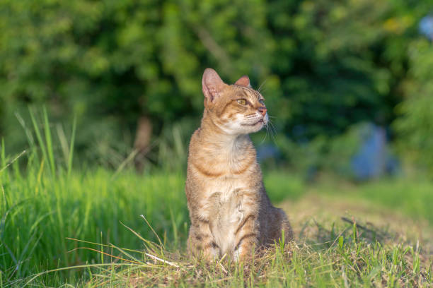 istock Cats sit in the morning sun in the field. 939659502