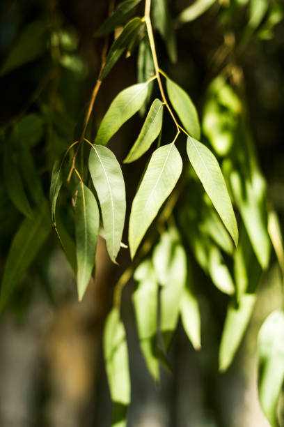 folhas de eucalipto - bluegum tree - fotografias e filmes do acervo