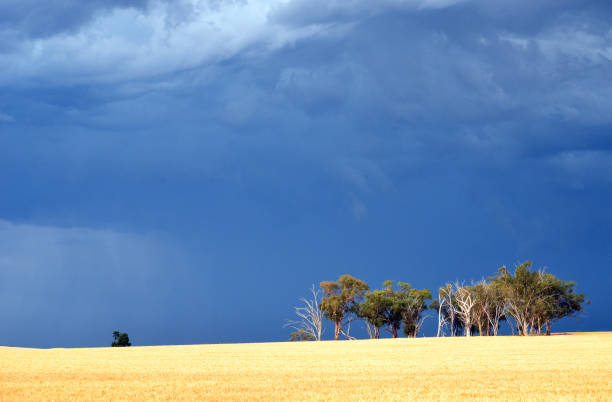 stand di gumtrees in campo sotto un cielo tempestoso - storm wheat storm cloud rain foto e immagini stock