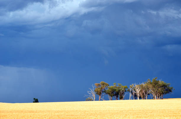 stojak z gumtrees w polu pod burzliwym niebem - storm wheat storm cloud rain zdjęcia i obrazy z banku zdjęć