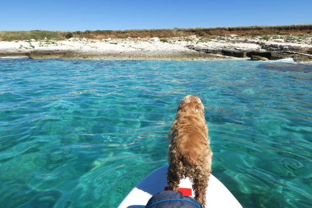 istock Stand up paddling dog / paddle board / crystal clear water 939663372