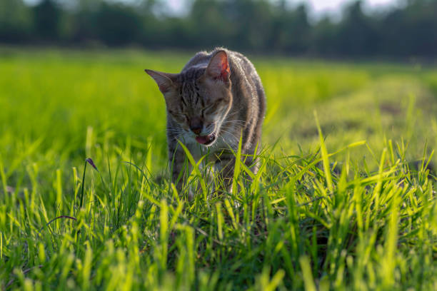 Cat eating grass in the field Cat eating grass in the field puke green color stock pictures, royalty-free photos & images