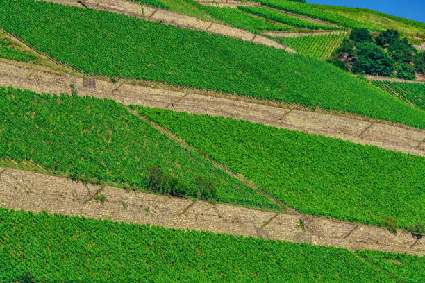 istock Rheingau Valley / vineyards 939667872