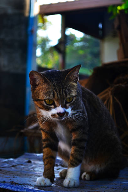 istock Beautiful tabby cat walking outdoor. 939668080
