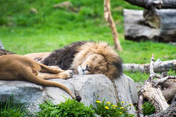 istock Lions laying on rock 939668910