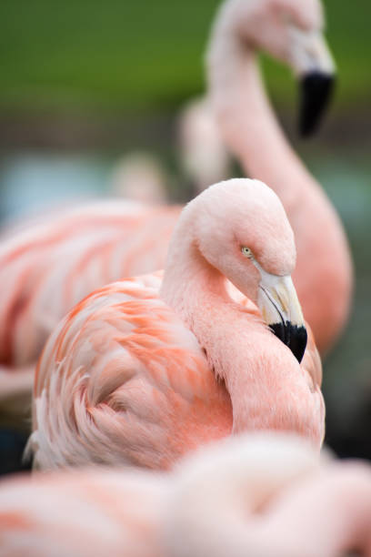 istock Flamingos in Calgary Zoo 939669238
