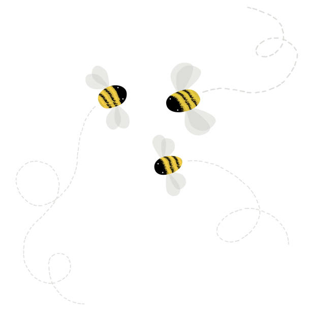 3 bee on white background vector illustration bee patterns stock illustrations